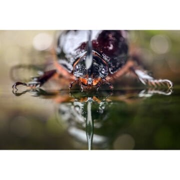 Laowa 100mm f/2.8 Tilt-Shift 1x Macro Lens (Sony E)