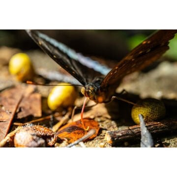 Laowa 55mm f/2.8 Tilt-Shift 1x Macro Lens (Sony E)