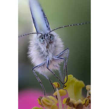 Laowa 100mm f/2.8 2X Ultra Macro APO Lens (Sony E)