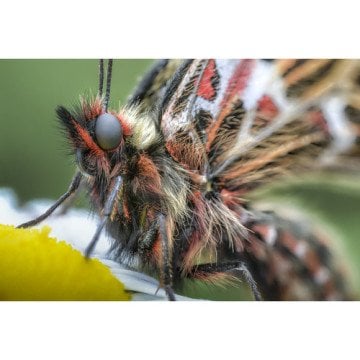Laowa 100mm f/2.8 2X Ultra Macro APO Lens (Sony E)