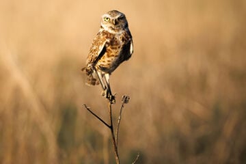 Canon EOS R8 Mark II RF 24-50mm f/4.5-6.3 IS STM Lensli Aynasız Fotoğraf Makinesi