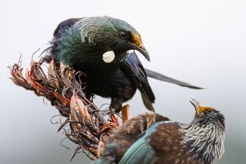 Nikon NIKKOR Z 800mm f/6.3 VR S Lens