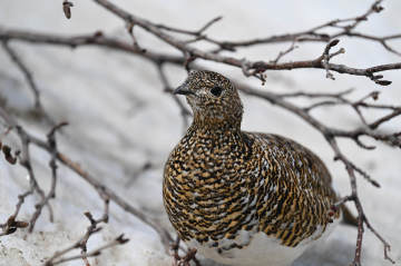 Nikon Z 100-400mm f/4.5-5.6 VR S Lens