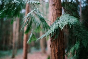 Sigma 35mm f/1.2 DG II Art Lens (Sony E)