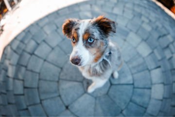 Sigma 15mm f/1.4 Fisheye DG DN Art Lens (Sony E)