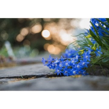 Nikon Z MC 50mm f/2.8 Lens (3500 TL Geri Ödeme)